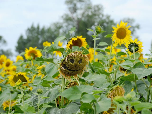 Sam's Sunflowers in Hayling Island, on Sunday, August 4, 2024.Picture: Sarah Standing (040824-3954)
