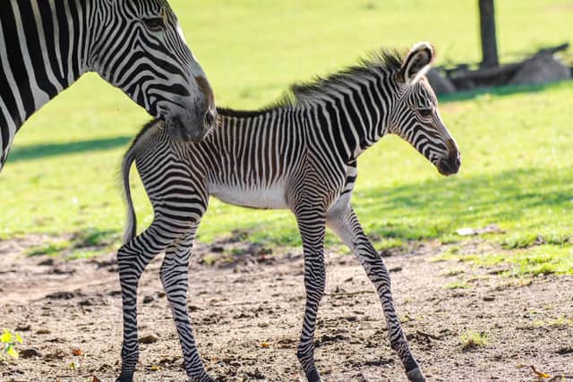 Marwell Zoo visitors treated to the birth of an endangered Grevy’s zebra foal
The latest addition to Marwell Zoo, an adorable Grevy's zebra foal which was born in the middle of the afternoon in front of stunned visitors!
