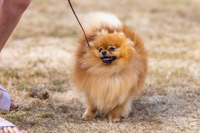 A Pomeranian puppy at The Emsworth Show
