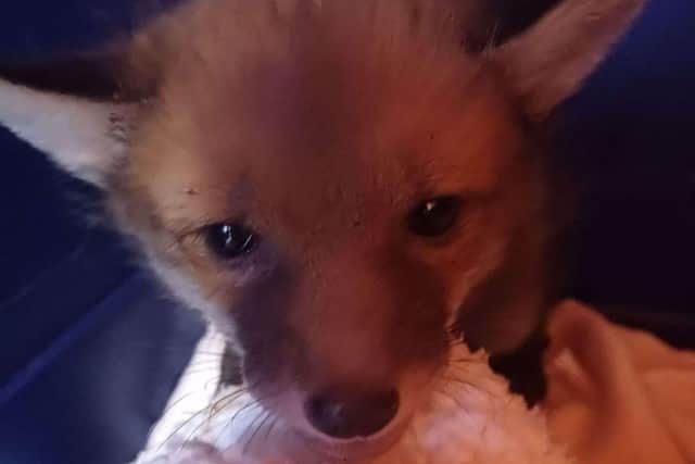 The fox cub was taken in to Cosham Fire Station.