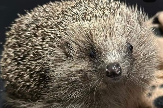 Piper the hedgehog has found his forever home after finding himself is a pickle.