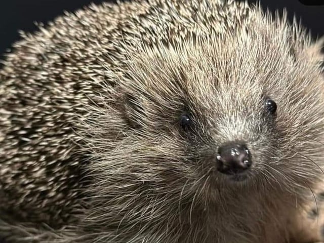 Piper the hedgehog has found his forever home after finding himself is a pickle.