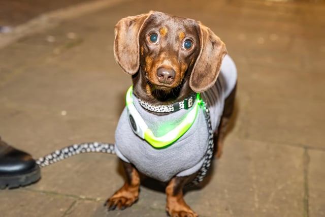 Nancy the Sausage dog enjoying the Emsworth Christmas lights switch on.   Photos by Alex Shute