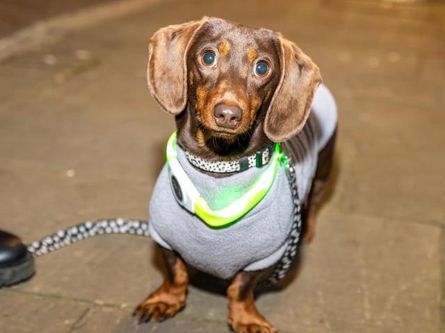 Nancy the Sausage dog enjoying the Emsworth Christmas lights switch on. Photos by Alex Shute