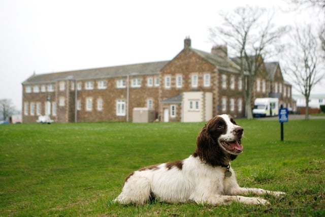 Springer Spaniel's are often targeted by thieves, because demand for working dogs is high.