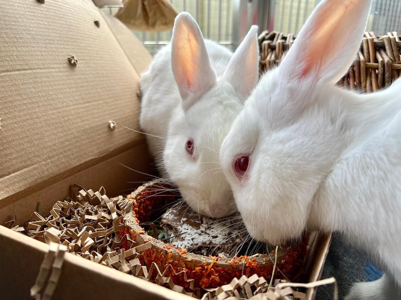 Holly and Eve have reached the milestone of 365 days in the RSPCA Solent Branch's care.
Pictured: Holly and Eve eating anniversary treats organised by the team at the Stubbington Ark.