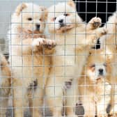 Photo issued by the Dogs Trust of Chow Chows which have been smuggled in to the UK as bootleg breeders are illegally smuggling thousands of puppies into Britain