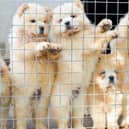 Photo issued by the Dogs Trust of Chow Chows which have been smuggled in to the UK as bootleg breeders are illegally smuggling thousands of puppies into Britain