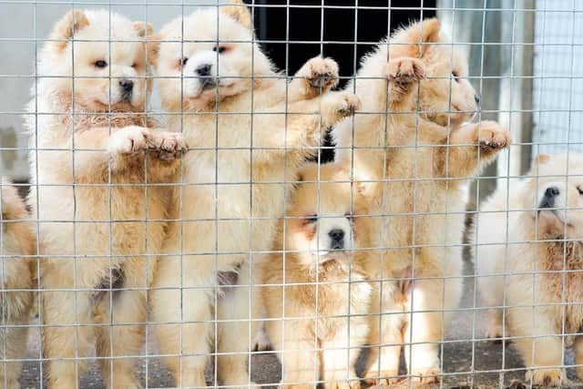 Photo issued by the Dogs Trust of Chow Chows which have been smuggled in to the UK as bootleg breeders are illegally smuggling thousands of puppies into Britain