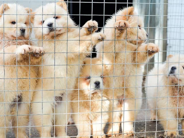 Photo issued by the Dogs Trust of Chow Chows which have been smuggled in to the UK as bootleg breeders are illegally smuggling thousands of puppies into Britain