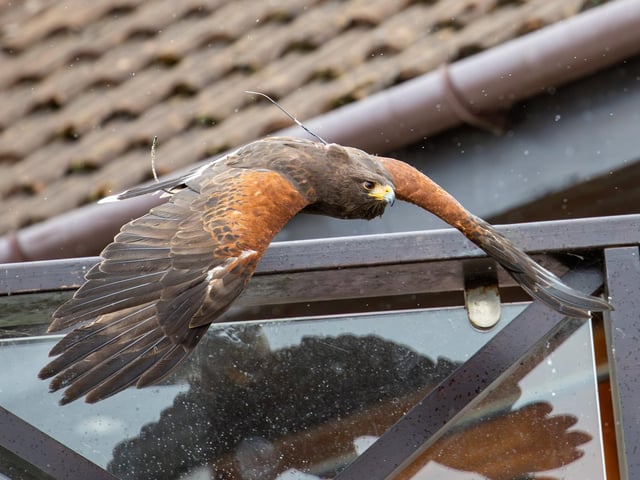 Visitors were treated to a Birds of prey display at Port Solent on Thursday, along with arts and craft for children.
Pictured - The Birds of Prey in action
Photos by Alex Shute