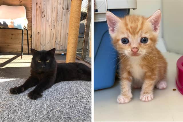 RSPCA Stubbington Ark is raising funds towards its new cattery after the old one was decommissioned