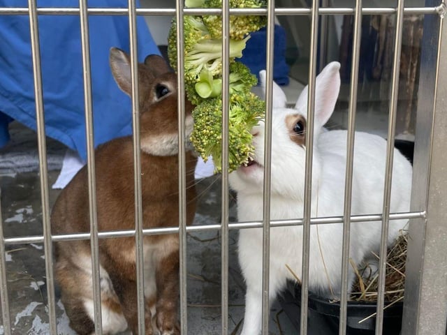 Finlay and Eliza are looking for new homes. The pair fell in love after being taken in at The Stubbington Ark.
