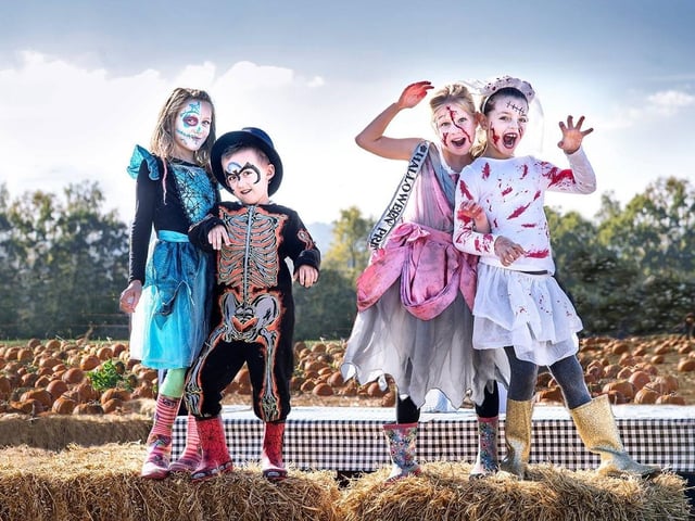 There are a number of places in - and near - Hampshire where you can get into the spooky seasonal spirit by picking your own pumpkin. One popular spot is the Rogate Pumpkin Patch in Petersfield, which will open for business on Friday, October 13.
For more, visit rogatepumpkinpatch.com