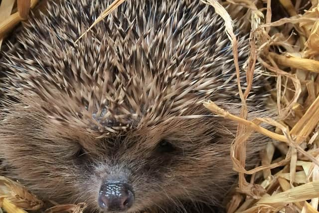 A hedgehog going home after its health check.