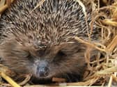 A hedgehog going home after its health check.