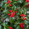By using your garden as a resource you can create some simple, yet beautiful decorative displays for the Christmas festivities