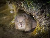 A campaign to raise £100 million has been launched to 'renature' an area three times the size of the city of Portsmouth in the South Downs National Park. Picture: Dick Hawkes/South Downs National