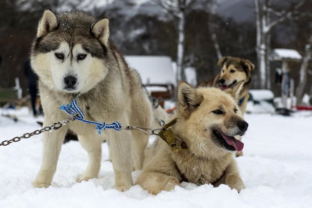 A Siberian Husky will set you back around £860 on average. (Photo by ALEXIS DELELISI/AFP via Getty Images)