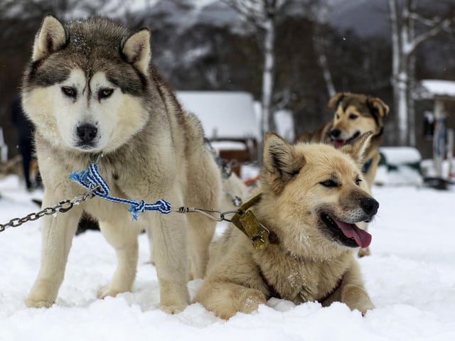 A Siberian Husky will set you back around £860 on average. (Photo by ALEXIS DELELISI/AFP via Getty Images)