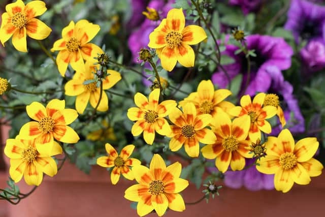 Bidens - one of Brian Kidd's all-time favourites.