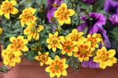 Bidens - one of Brian Kidd's all-time favourites.