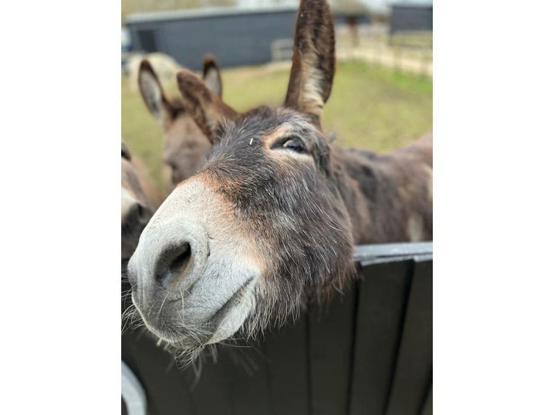 Take a look at some of the lovely donkeys that are at the Hayling Island Donkey Sanctuary.