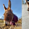 Hayling Island Donkey Sanctuary have said goodbye to their beloved Boyce.