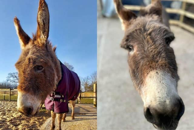 Hayling Island Donkey Sanctuary have said goodbye to their beloved Boyce.