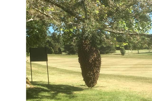 The bee swarm at the 10th fairway at Rowlands Castle Golf Club. Picture: Shahin Bani-Sadr