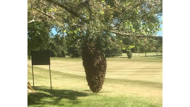 The bee swarm at the 10th fairway at Rowlands Castle Golf Club. Picture: Shahin Bani-Sadr