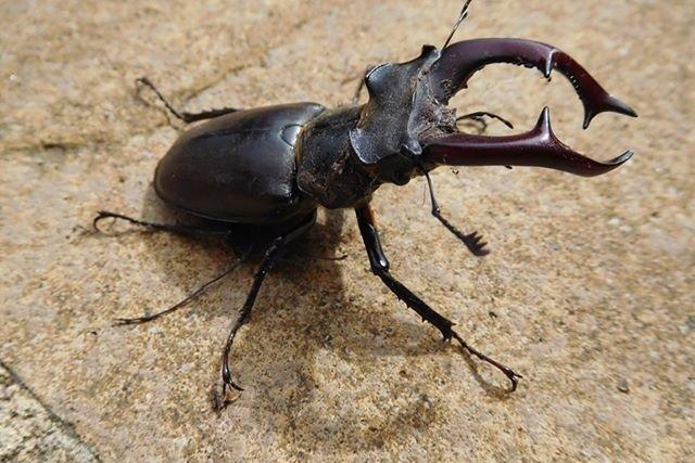 Lockdown wildlife: Chris said this stag beetle was as long as 3in. 