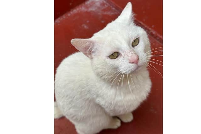 Stan the cat is looking for a new home after the RSPCA found him as a stray.