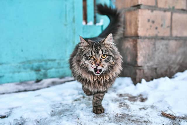 Does your Portsmouth pussycat have real cattitude? Animal News Agency