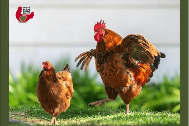 British Hen Welfare Trust