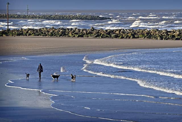 A person walks with dogs on a beach. Picture: PAUL ELLIS/AFP via Getty Images
