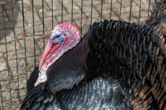 An American Wild Turkey on display at the Easter event in Port Solent. Picture: Mike Cooter