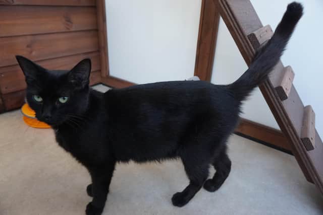 Mum cat Izzy and her 5 tiny kittens were found in a Fareham field and are being cared for by volunteers of Cats Protection's Gosport Town branch