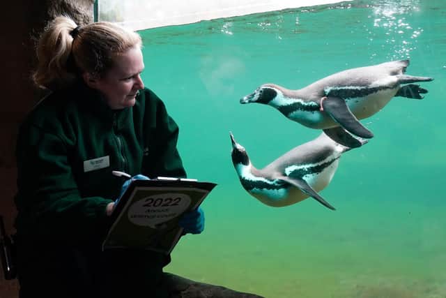 A keeper watches a pair of Humbolt Penguins Picture: Andrew Matthews/PA Wire