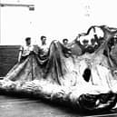 Sailors in the gym of HMS Nelson, c.1967, stretching out the fore topsail from HMS Victory, the sole surviving sail from the Battle of Trafalgar. The sail disappeared for a century before it was found again.