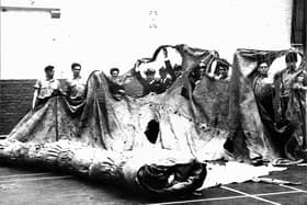 Sailors in the gym of HMS Nelson, c.1967, stretching out the fore topsail from HMS Victory, the sole surviving sail from the Battle of Trafalgar. The sail disappeared for a century before it was found again.