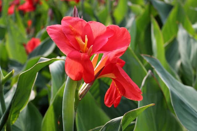 Climate change has made cannas more accessible to everyone.