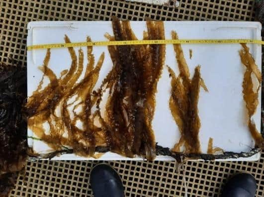 Kelp farmed inshore as part of the project at Langstone Harbour.
