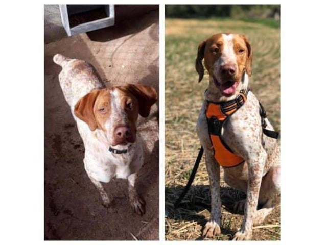 Phoenix Rehoming has helped a number of dogs.
Hunter and Bella were both found in concrete kennels. They were rescued and received any treatment they needed, which included hip surgery for Bella. Now they're both happily adopted with Hunter still in the Portsmouth area and Bella in Buckingham.
Pictured: Bella before and after