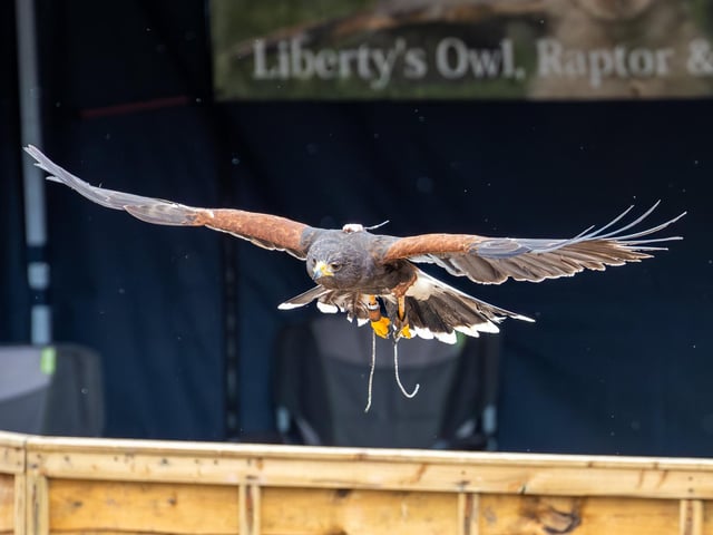 Visitors were treated to a Birds of prey display at Port Solent on Thursday, along with arts and craft for children.
Pictured - The Birds of Prey in action
Photos by Alex Shute
