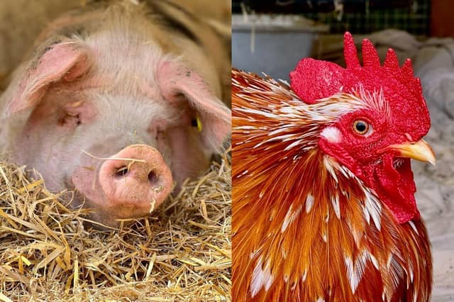 Phil the pig (left) and Hocus the cockerel (right) have both been rehomed after over of a year of being at the centre.
Picture: The Stubbington Ark