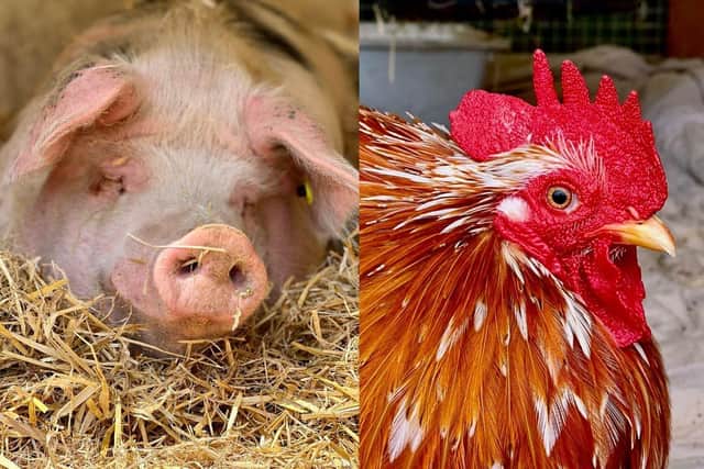 Phil the pig (left) and Hocus the cockerel (right) have both been rehomed after over of a year of being at the centre. 

Picture: The Stubbington Ark