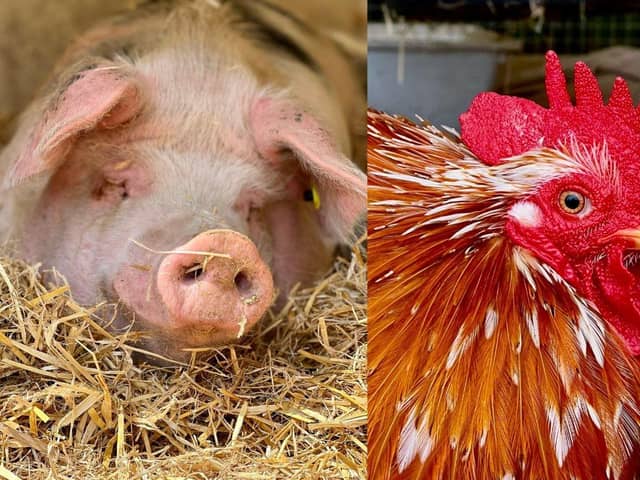 Phil the pig (left) and Hocus the cockerel (right) have both been rehomed after over of a year of being at the centre. 

Picture: The Stubbington Ark