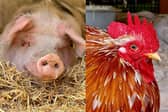 Phil the pig (left) and Hocus the cockerel (right) have both been rehomed after over of a year of being at the centre. 

Picture: The Stubbington Ark
