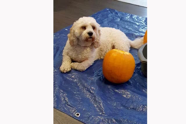 Cavapoo Tia has been successfully operated on by TV Supervet after fears she could be put down following a freak accident